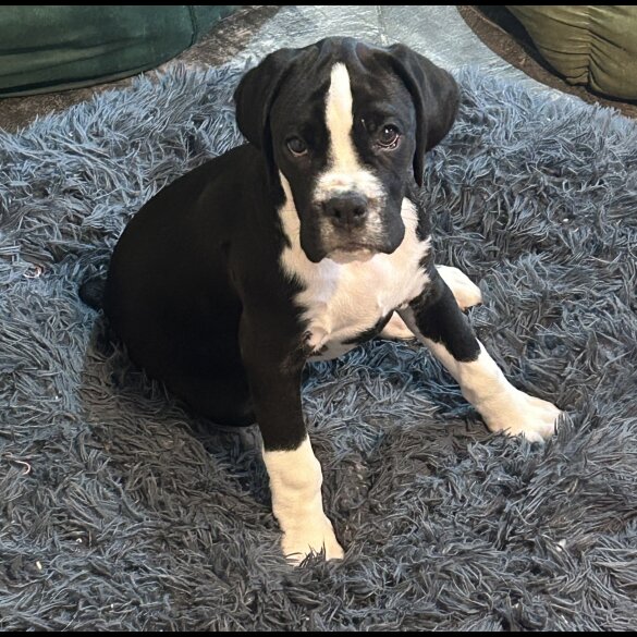 Boxer - Both