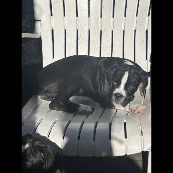 Boxer - Both