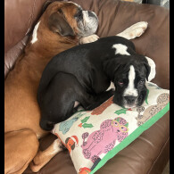 Boxer - Both