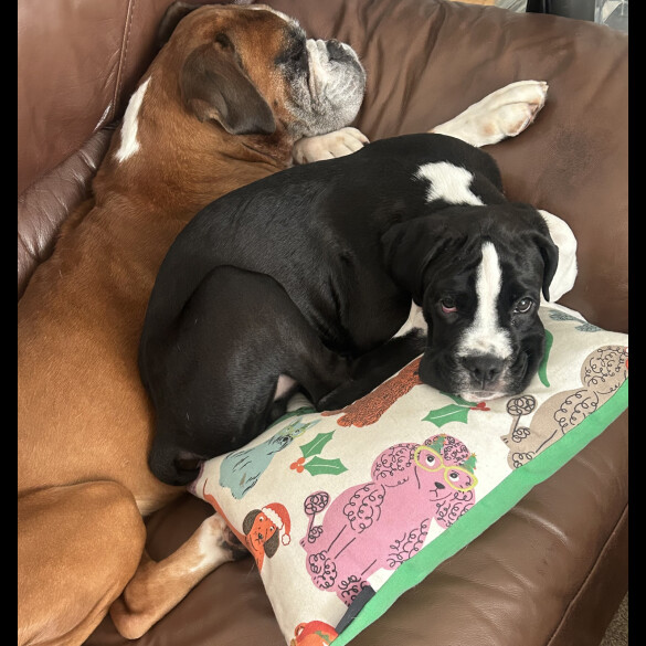 Boxer - Both