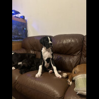 Boxer - Both