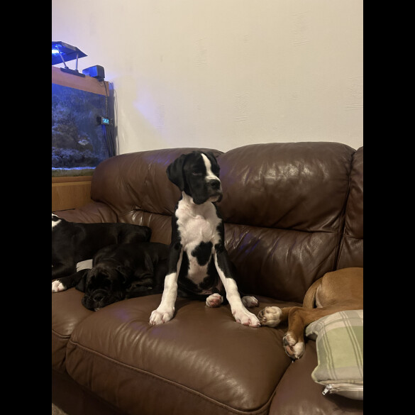 Boxer - Both