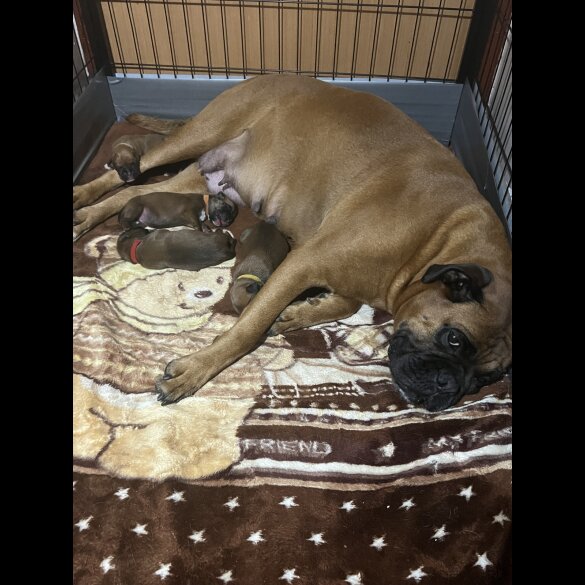 Boxer - Bitches