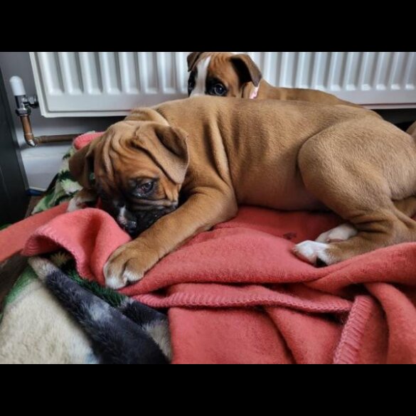 Boxer - Both