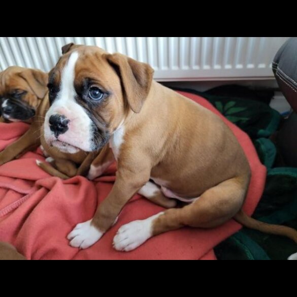 Boxer - Both