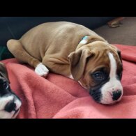 Boxer - Both