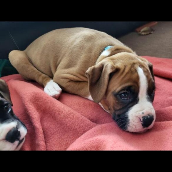Boxer - Both