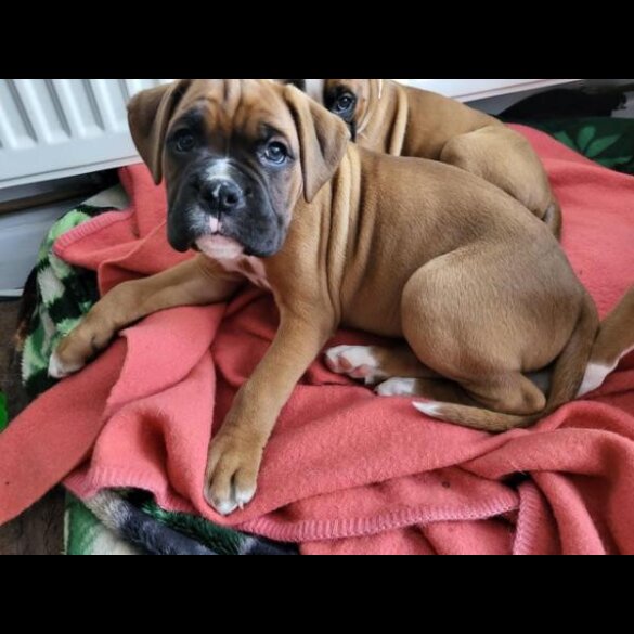 Boxer - Both