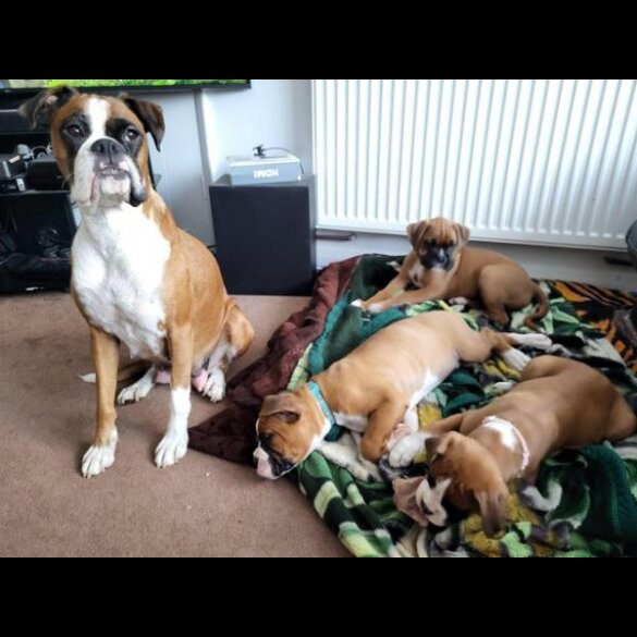 Boxer - Both