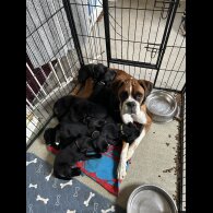 Boxer - Both