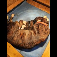 Boxer - Both