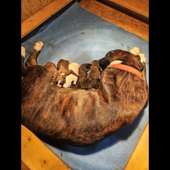 Boxer - Both