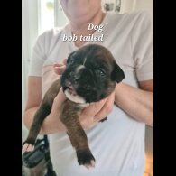 Boxer - Both