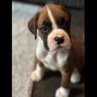 Boxer - Both