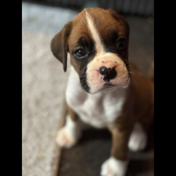 Boxer - Both