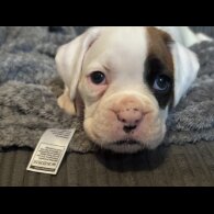Boxer - Both
