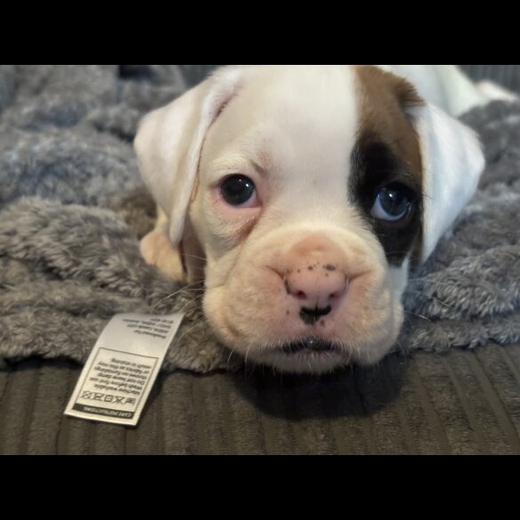 Boxer - Both
