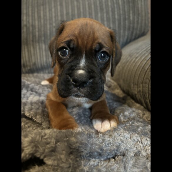 Boxer - Both