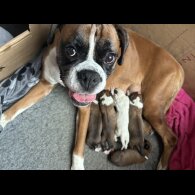 Boxer - Both