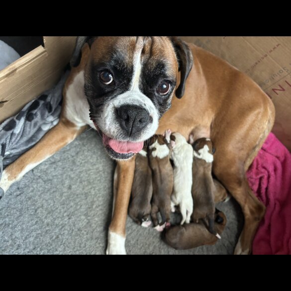 Boxer - Both