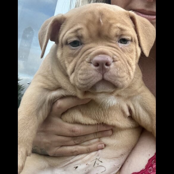 Bull Terrier - Bitches