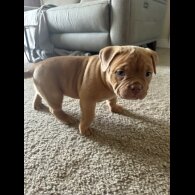 Bull Terrier - Bitches