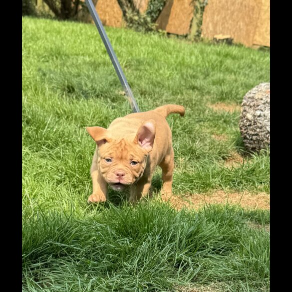 Bull Terrier - Bitches