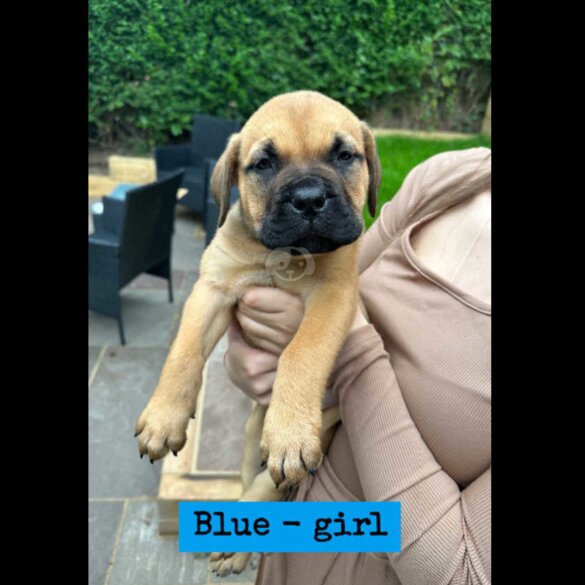 Bullmastiff - Both
