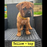 Bullmastiff - Both