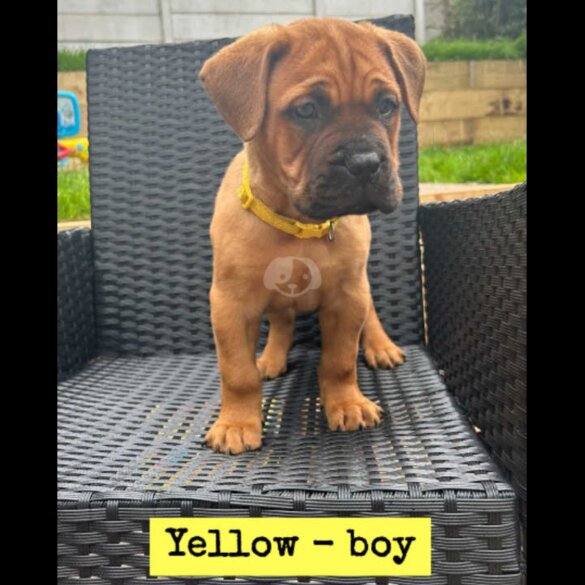 Bullmastiff - Both