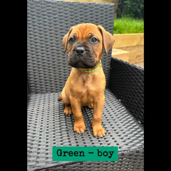 Bullmastiff - Both