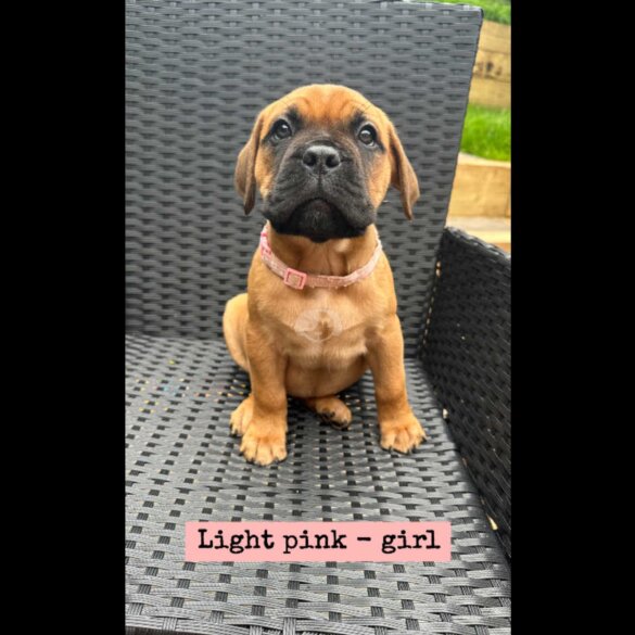 Bullmastiff - Both