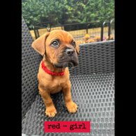 Bullmastiff - Both