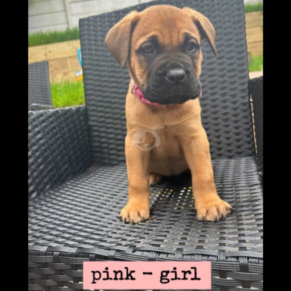 Bullmastiff - Both