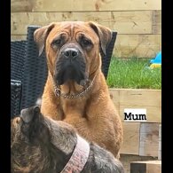 Bullmastiff - Both