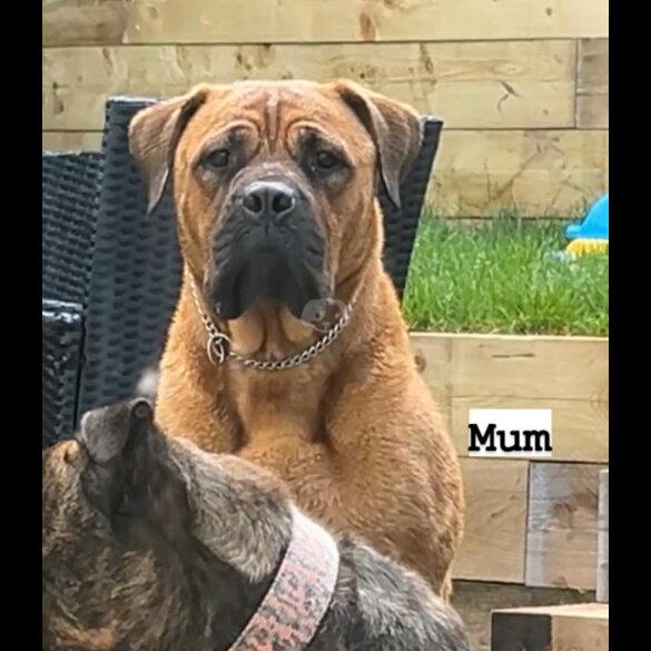 Bullmastiff - Both