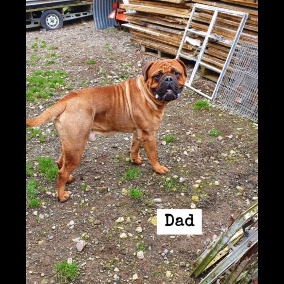 Bullmastiff - Both