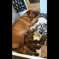 Bullmastiff - Both