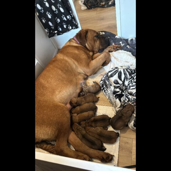 Bullmastiff - Both
