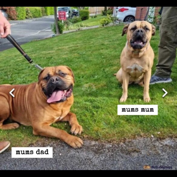 Bullmastiff - Both