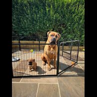 Bullmastiff - Both
