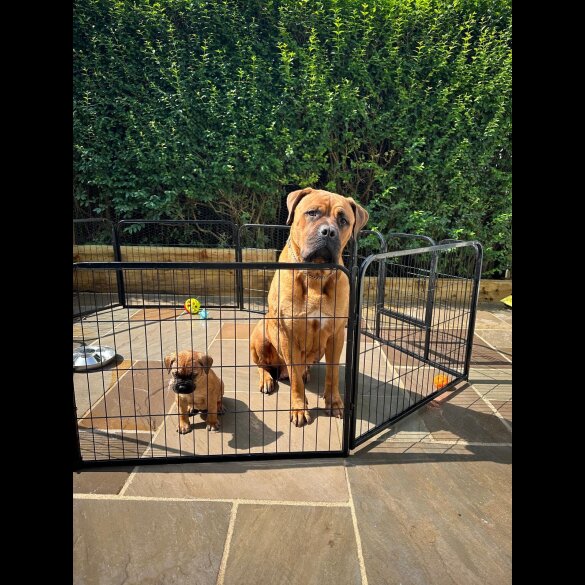 Bullmastiff - Both