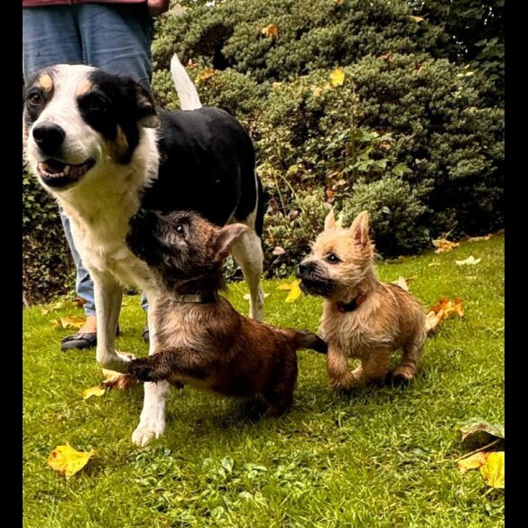Cairn Terrier - Both