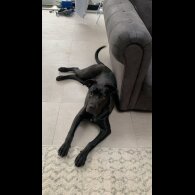 Cane Corso - Both
