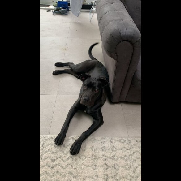 Cane Corso - Both