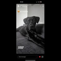 Cane Corso - Both