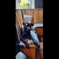 Cane Corso - Both