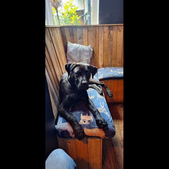 Cane Corso - Both