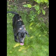 Cane Corso - Both