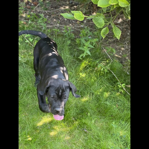 Cane Corso - Both